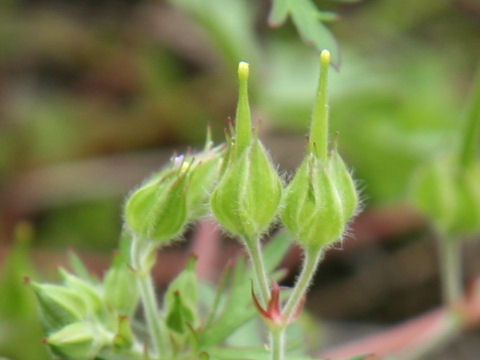 Geranium carolinianum