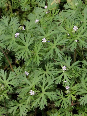 Geranium carolinianum