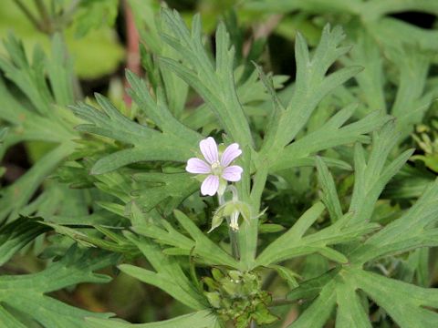 Geranium carolinianum