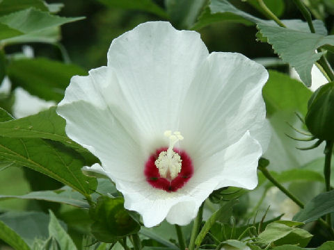 Hibiscus moscheutos