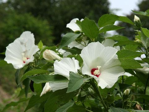 Hibiscus moscheutos