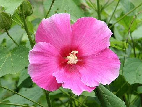 Hibiscus moscheutos