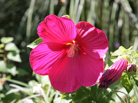 Hibiscus moscheutos