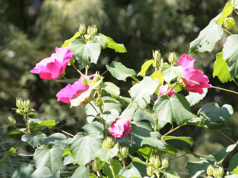 Hibiscus moscheutos