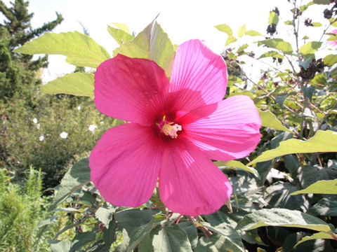 Hibiscus moscheutos