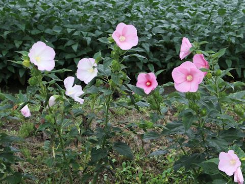 Hibiscus moscheutos