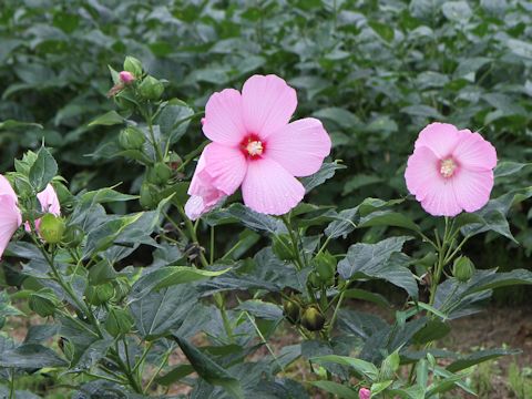 Hibiscus moscheutos