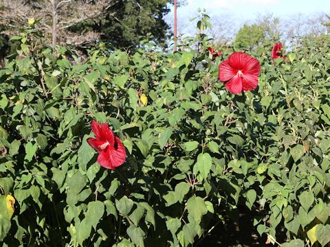 Hibiscus moscheutos