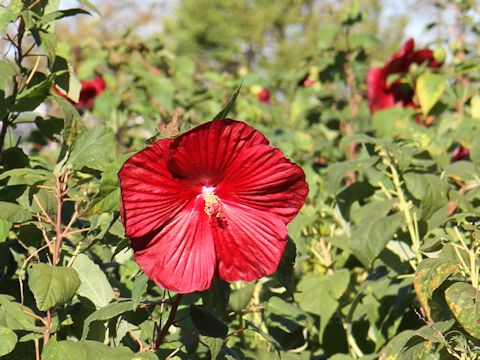 Hibiscus moscheutos