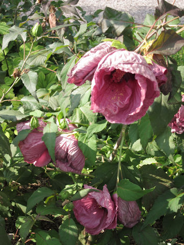 Hibiscus moscheutos