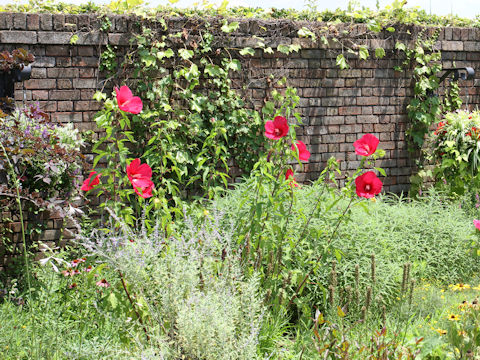 Hibiscus moscheutos