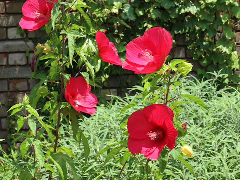 Hibiscus moscheutos