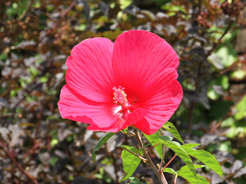 Hibiscus moscheutos