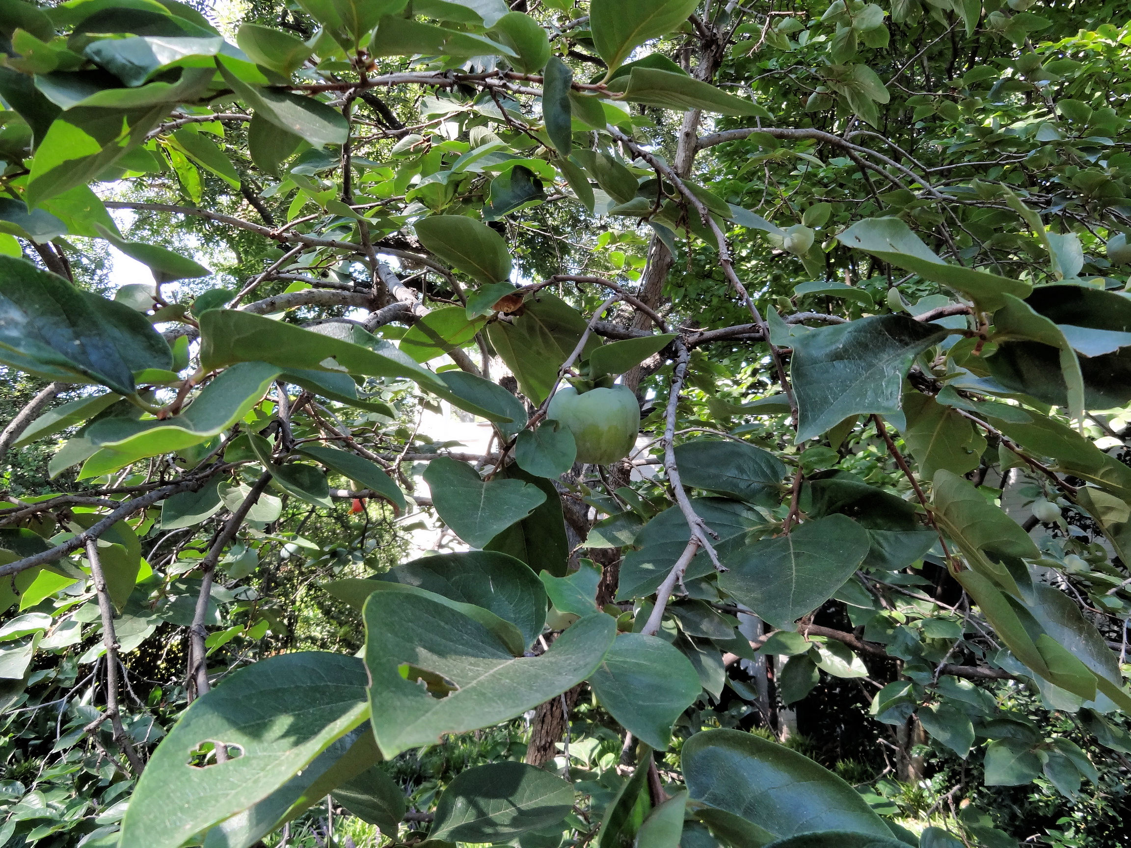 Diospyros virginiana