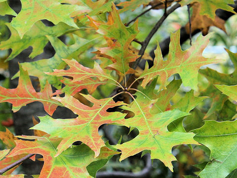 Quercus palustris