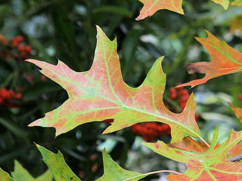 Quercus palustris