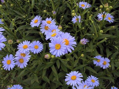 Boltonia asteroides