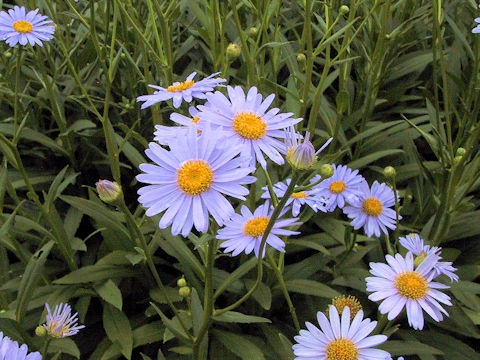 Boltonia asteroides