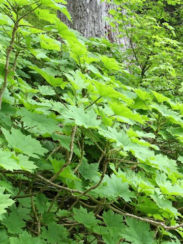 Oplopanax horridus