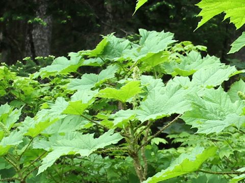 Oplopanax horridus