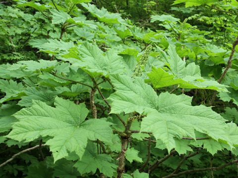 Oplopanax horridus