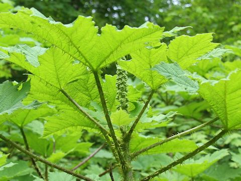 Oplopanax horridus