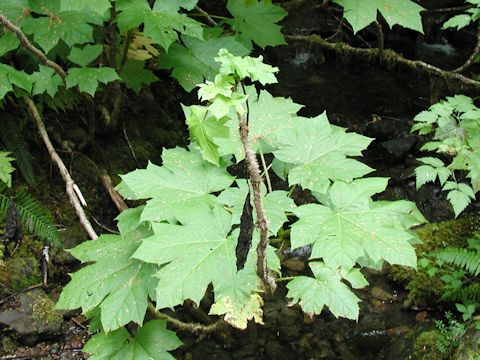 Oplopanax horridus