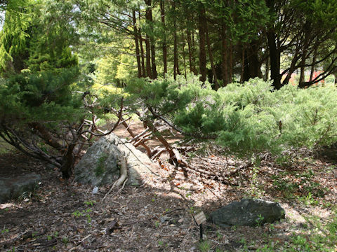 Juniperus horizontalis 'Youngstown'