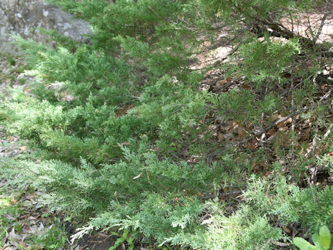 Juniperus horizontalis 'Youngstown'