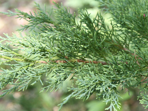 Juniperus horizontalis 'Youngstown'