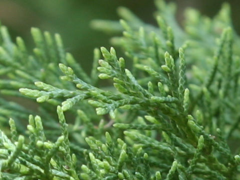 Juniperus horizontalis 'Youngstown'