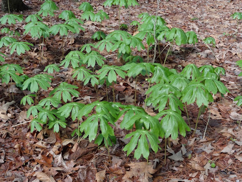 Podophyllum peltatum