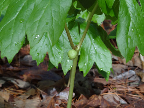 Podophyllum peltatum