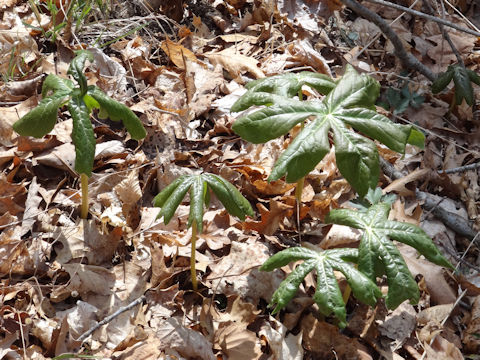 Podophyllum peltatum