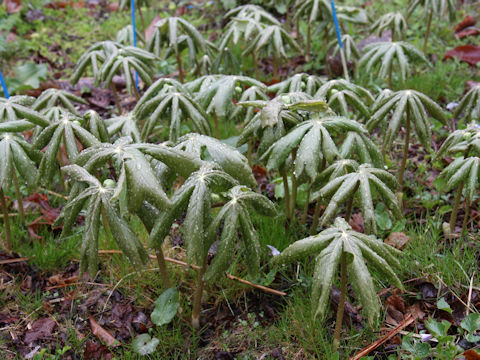 Podophyllum peltatum