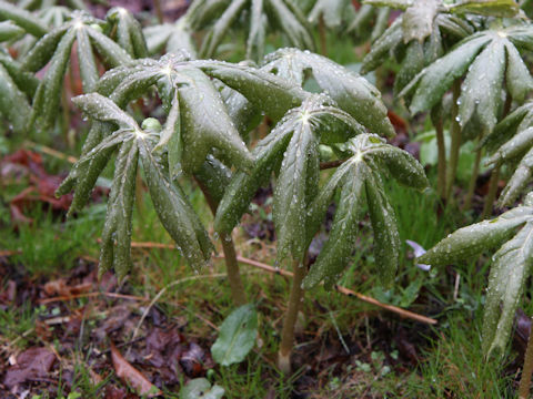 Podophyllum peltatum