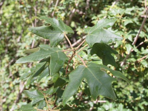 Acer rubrum