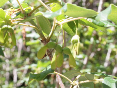 Acer rubrum