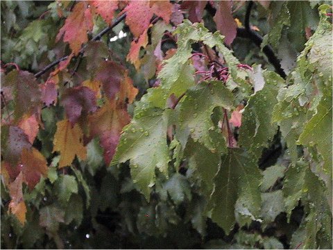 Acer rubrum