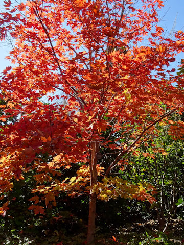 Acer rubrum