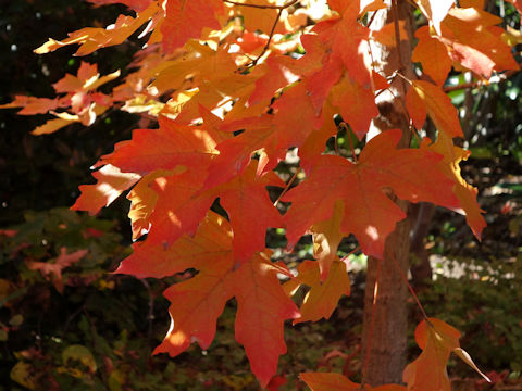 Acer rubrum