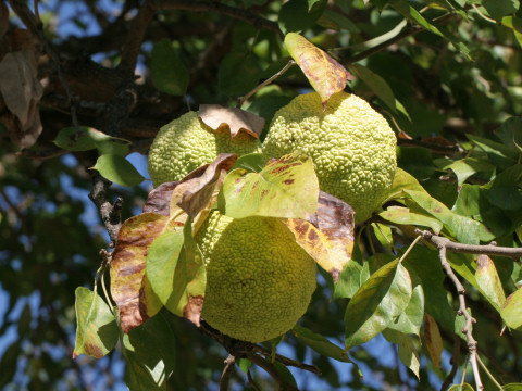 Maclura pomifera