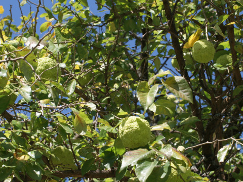 Maclura pomifera