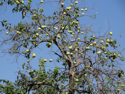 Maclura pomifera