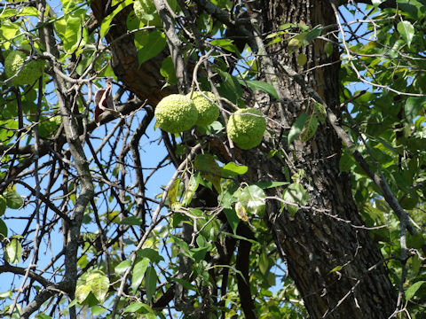 Maclura pomifera