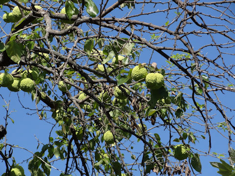 Maclura pomifera