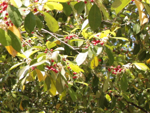 Ilex opaca