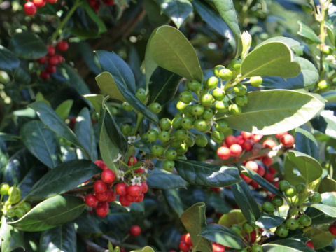 Ilex opaca