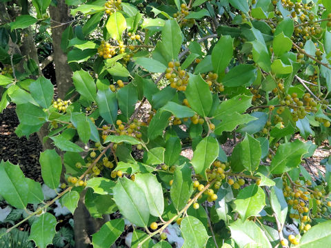 Ilex opaca