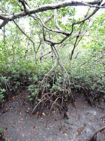 Rhizophora mangle
